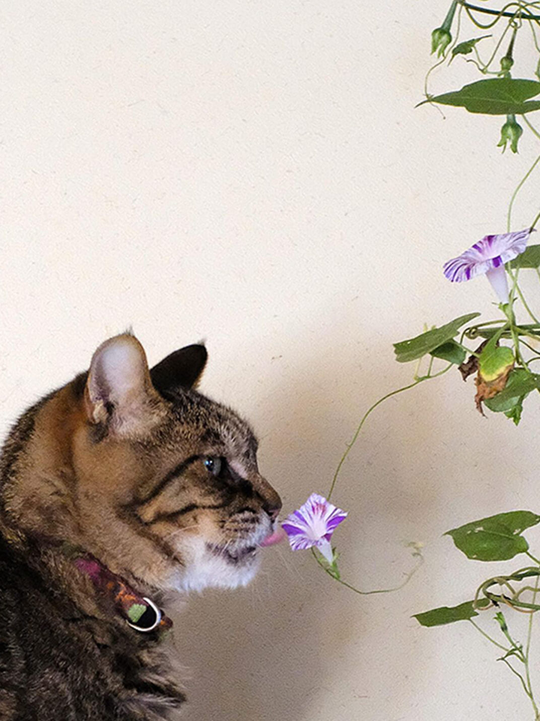 朝顔を舐める保護猫の横顔写真