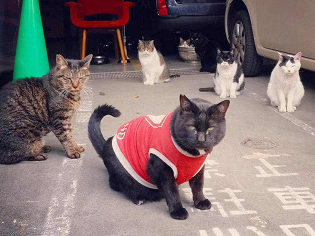 地域猫7匹の写真