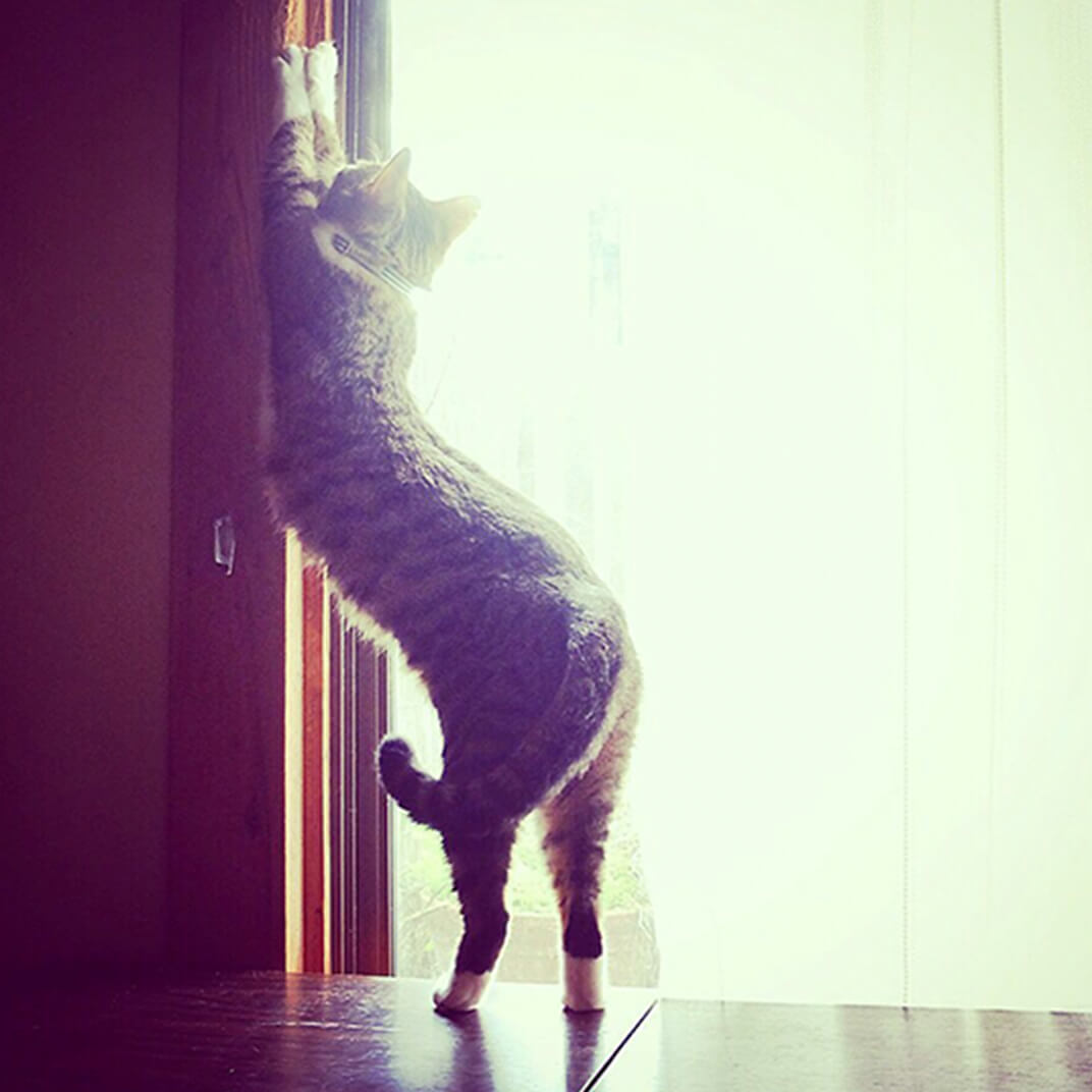 逆光の中爪をとぐ保護猫の写真