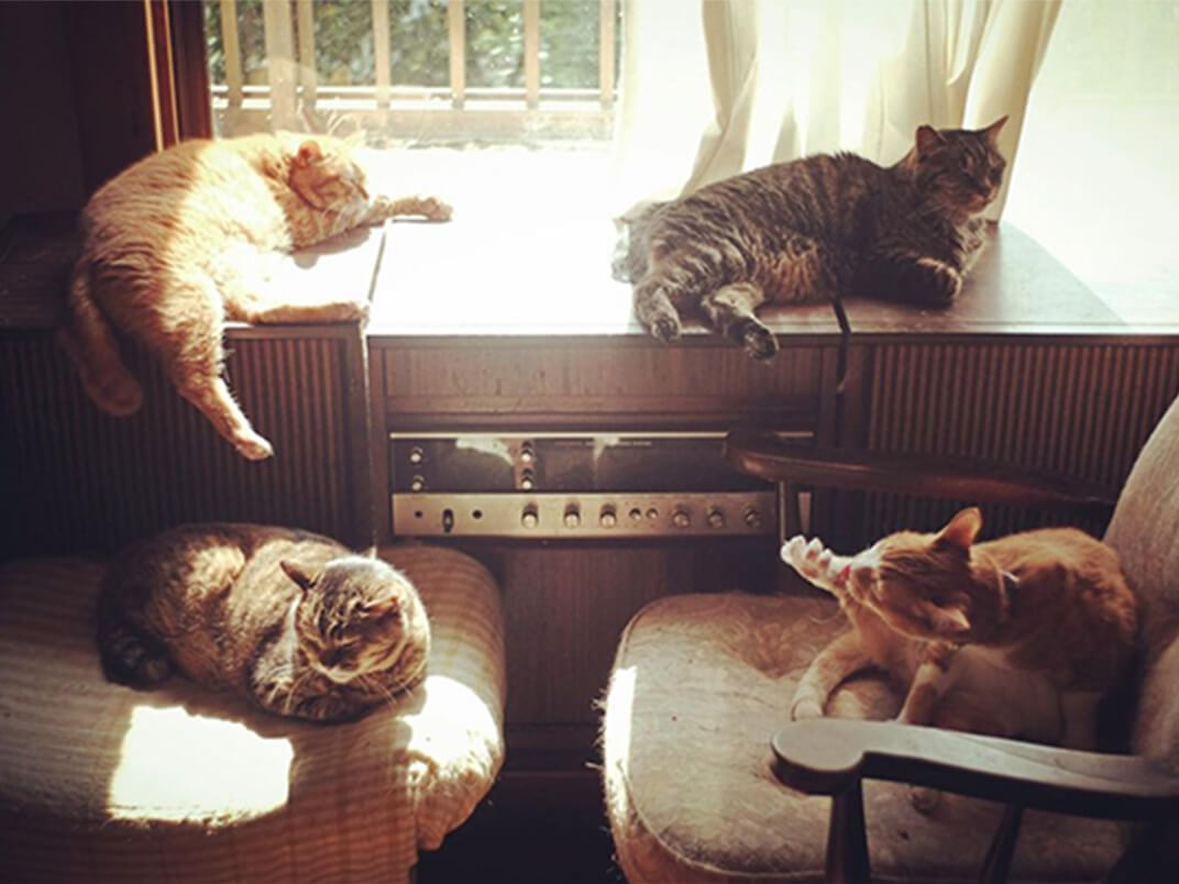 窓辺で寛ぐ保護猫の写真