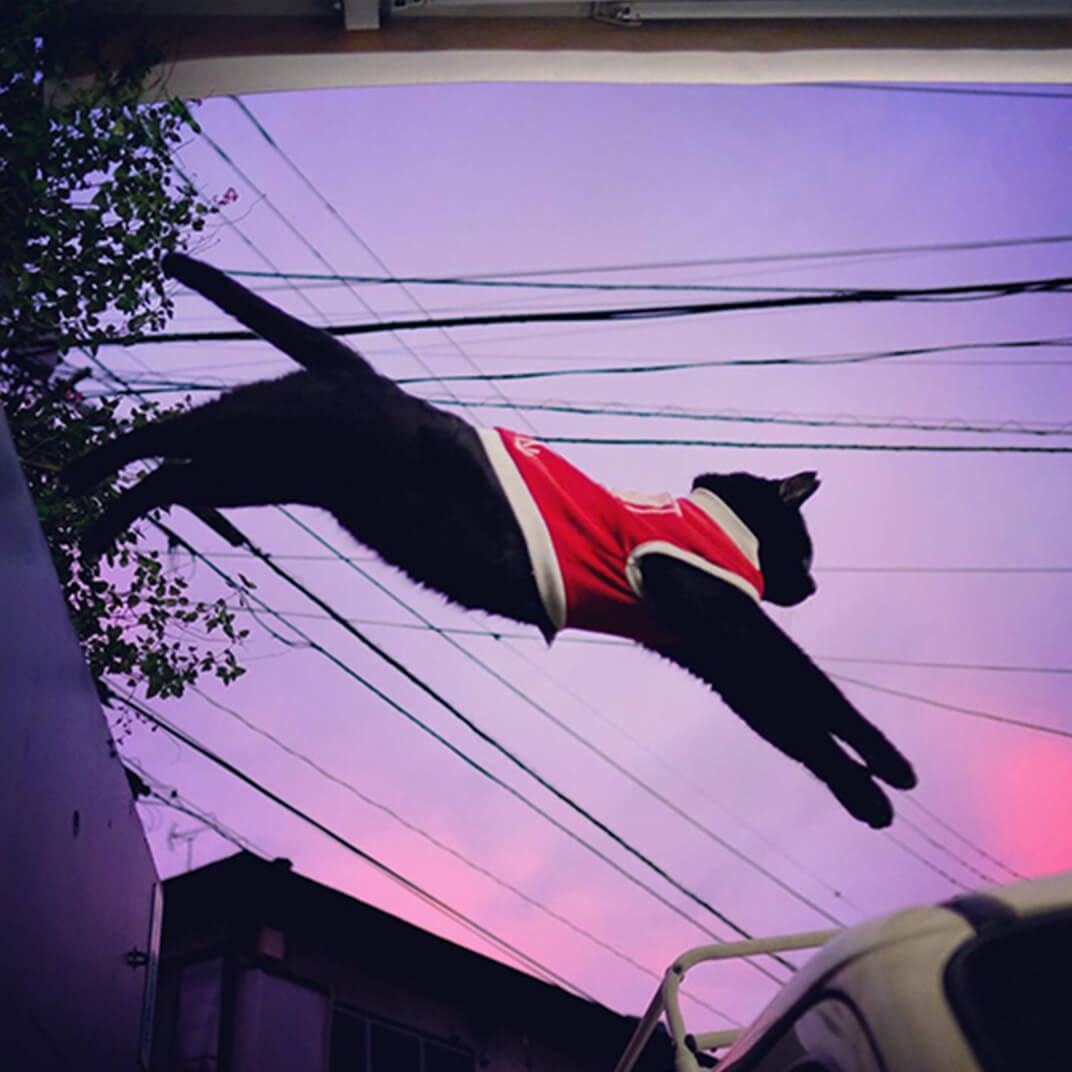夕陽をバックに飛ぶ地域猫の写真