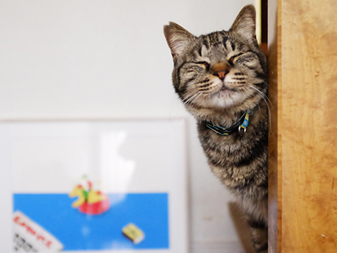 柱から顔を覗かせる保護猫の写真