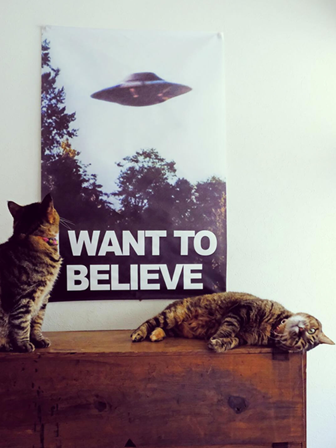 ポスターを眺める保護猫と寝転ぶ保護猫の写真