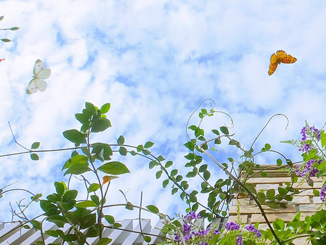 空を背景に植物と蝶の写真