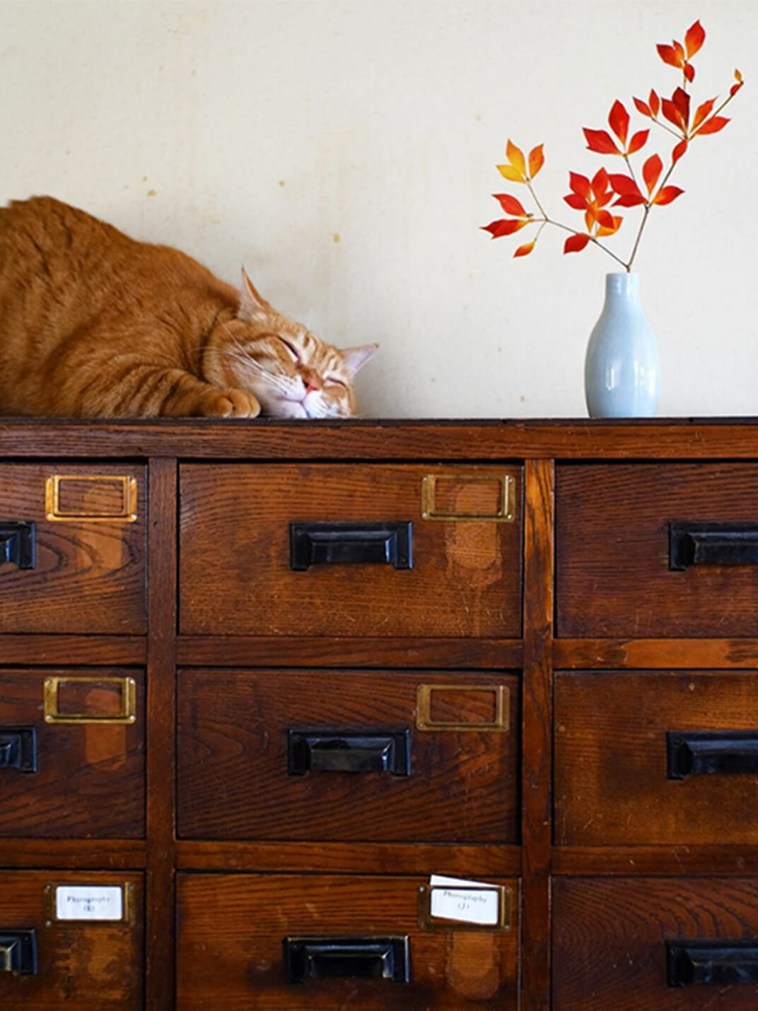 棚の上の保護猫の写真