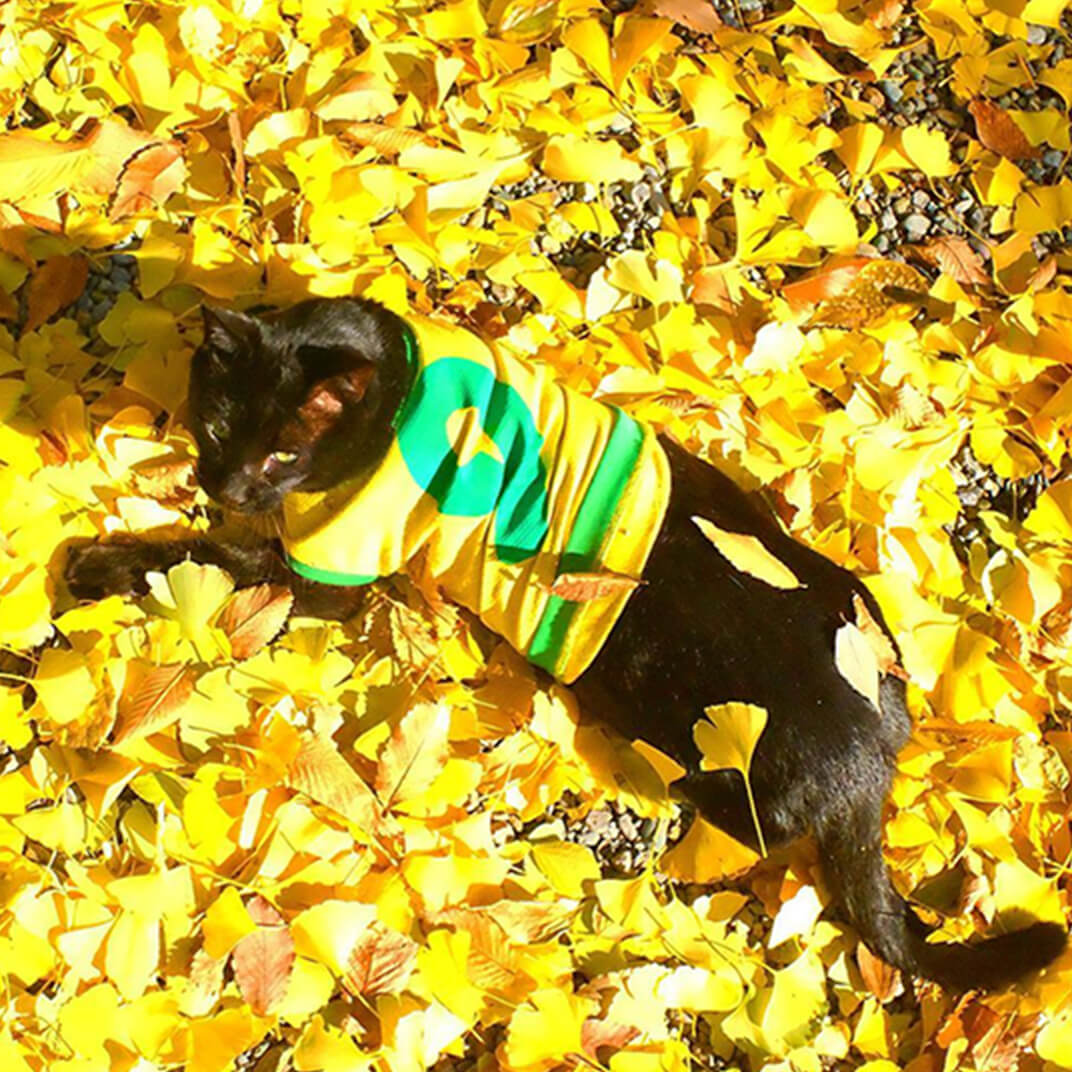 イチョウの葉の上の地域猫の写真