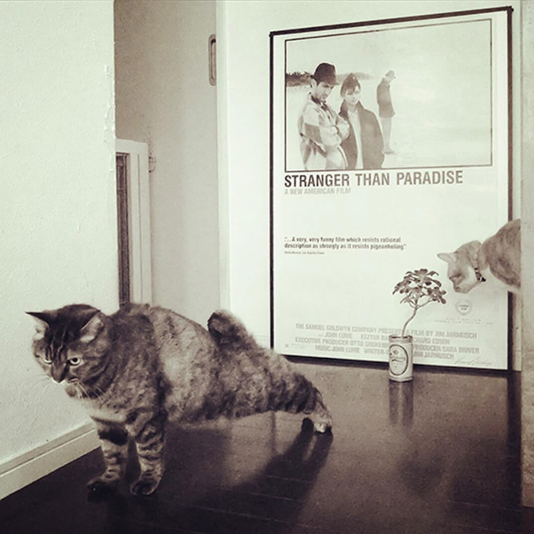 ストレッチする保護猫の写真