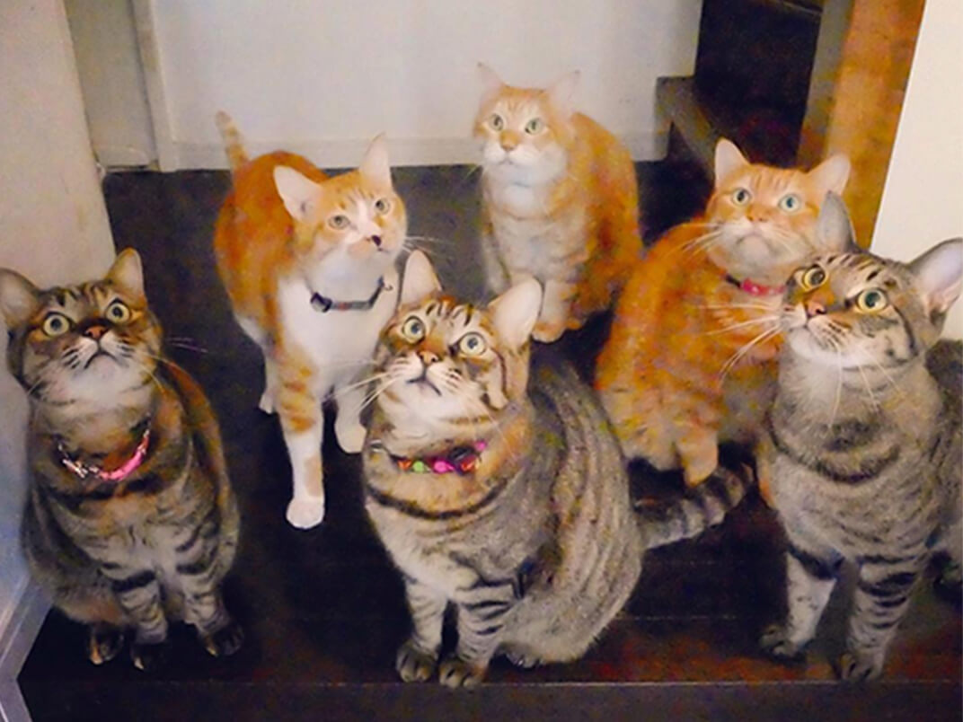 見上げる保護猫6匹の写真