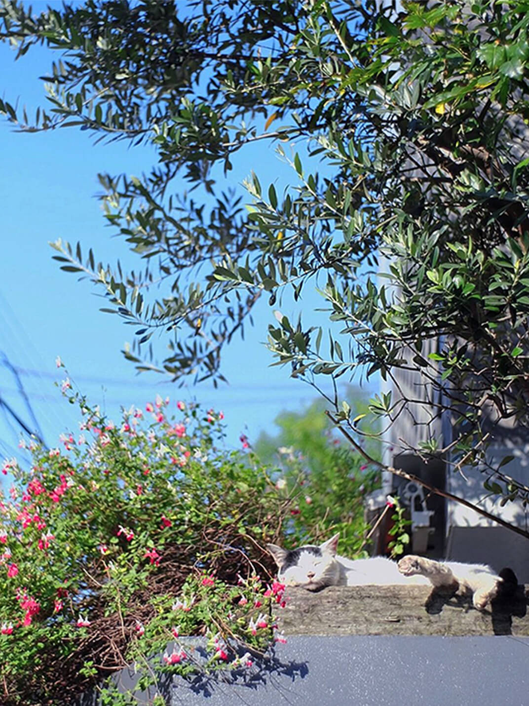 花壇で寝る地域猫の写真