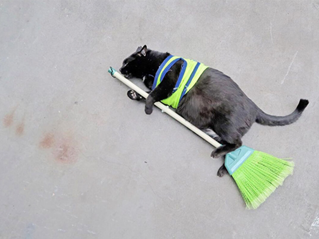 箒を抱く地域猫の写真