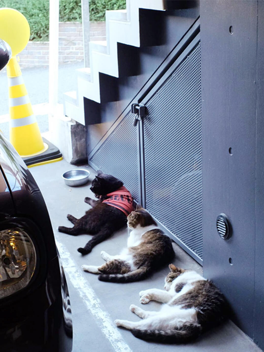 駐車場の脇で寛ぐ猫3匹の写真