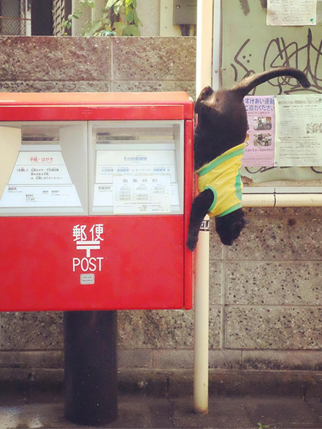 郵便ポストから駆け下りる地域猫の写真