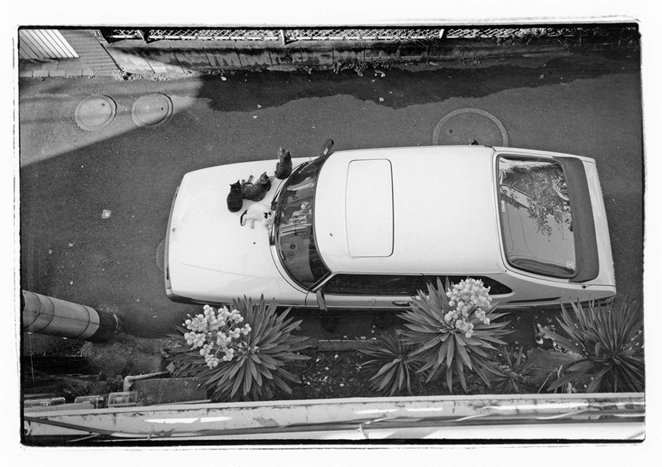 車のボンネットの上で寛ぐ地域猫4匹の写真