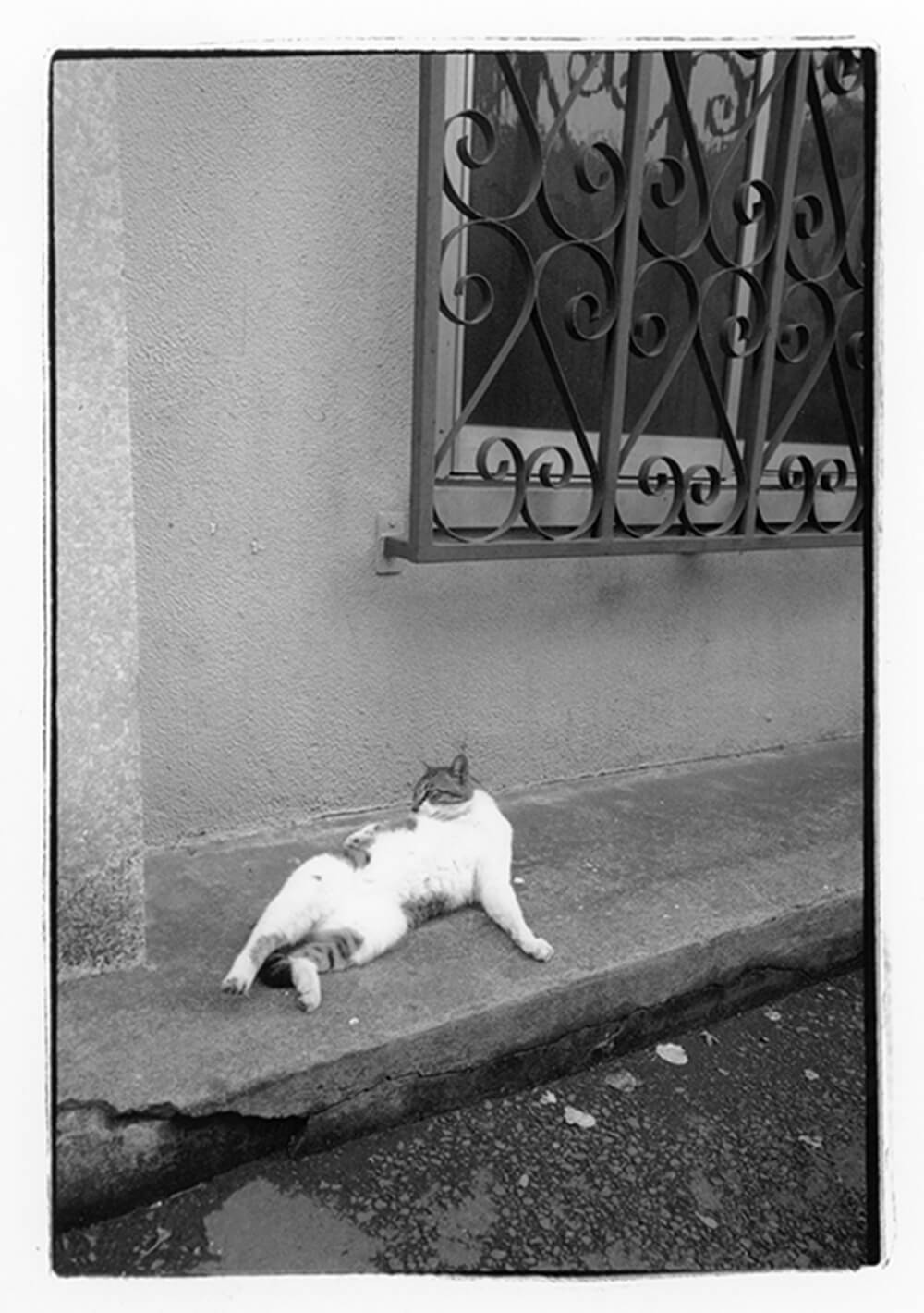 毛繕いをする地域猫の写真