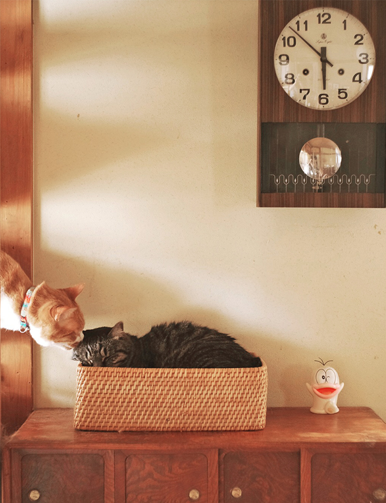 カゴで眠る保護猫に挨拶をする猫の写真