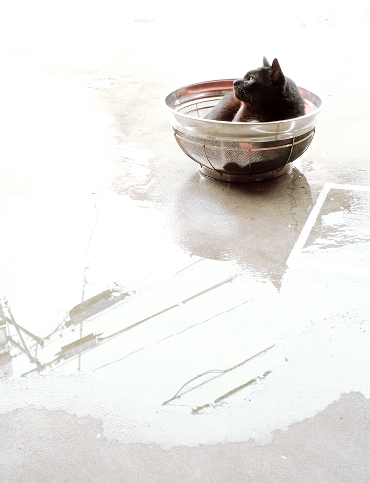 朝日の中、ザルで寛ぐ地域猫、黒猫の写真