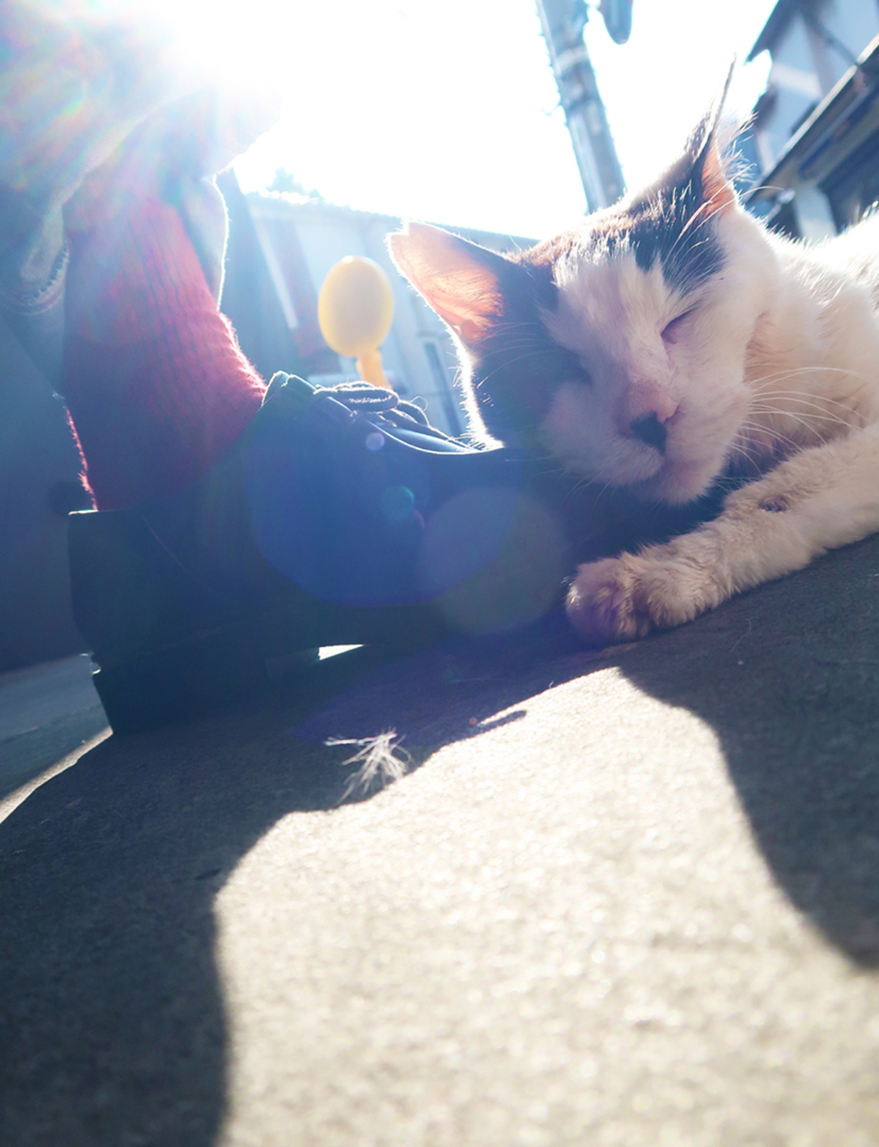 逆光の中で人の足に頬ずりをする地域猫の写真