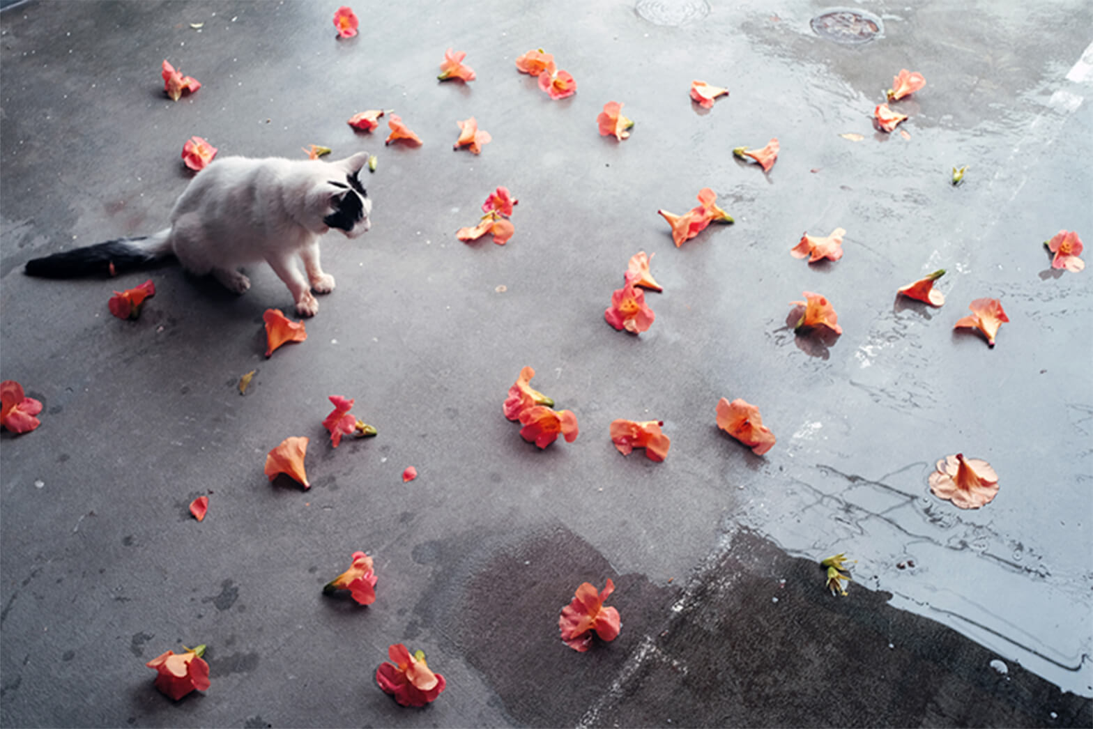 雨に散った花を見つめる地域猫の写真