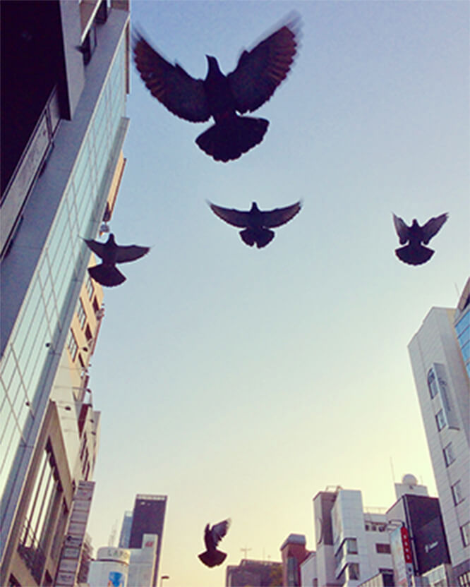 夕方の空を背景に鳥が羽ばたく写真